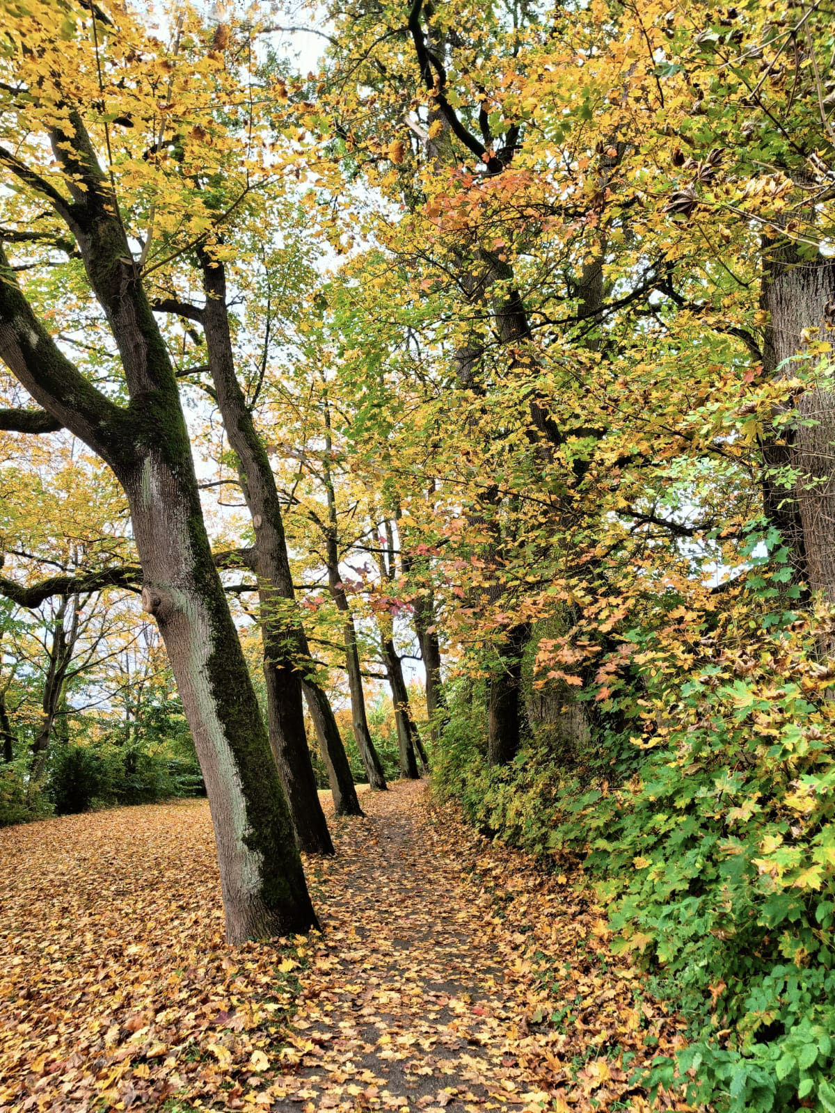 Herbstlaub im Gegenlicht