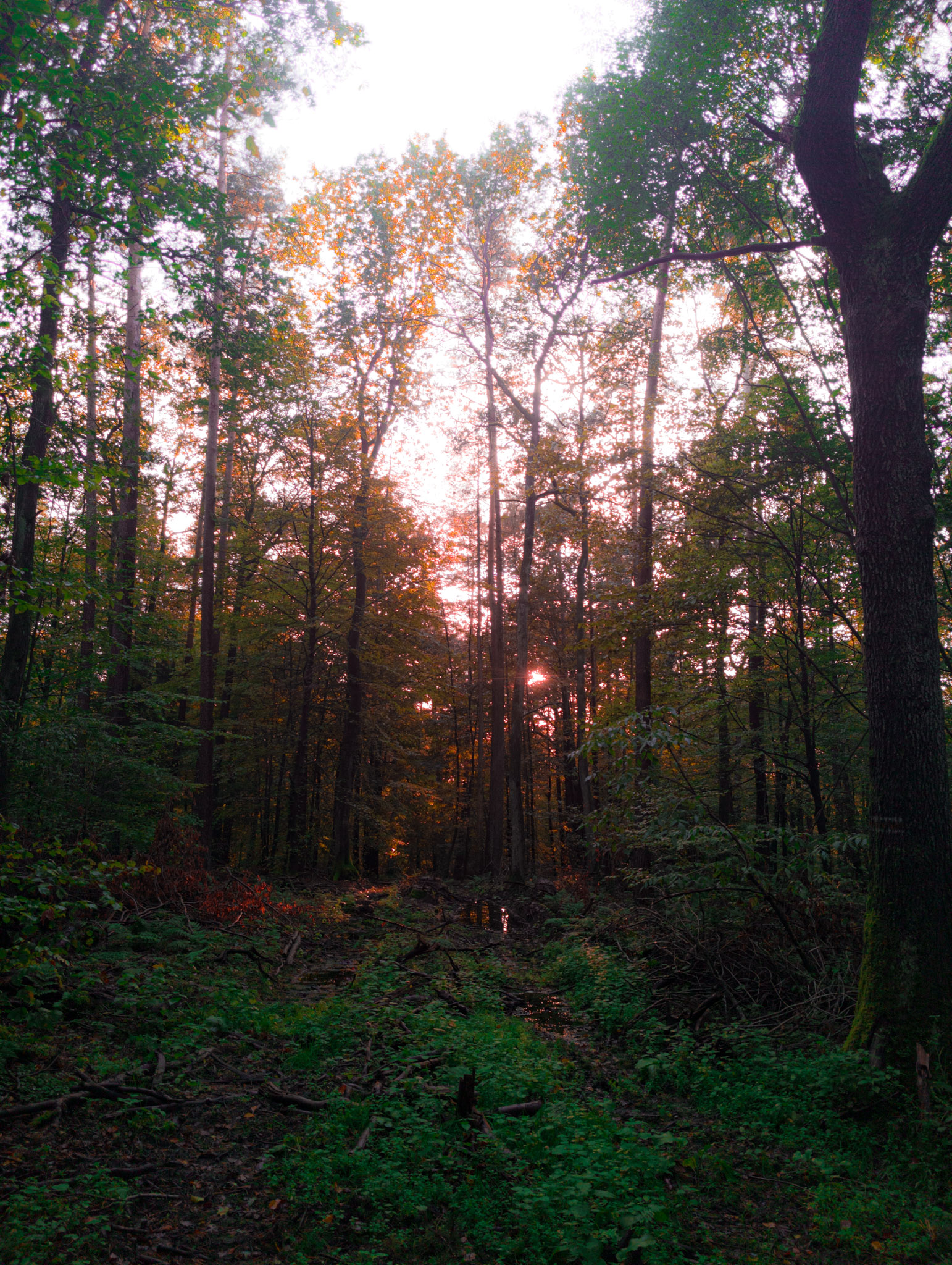 Gegenlicht im Herbstwald