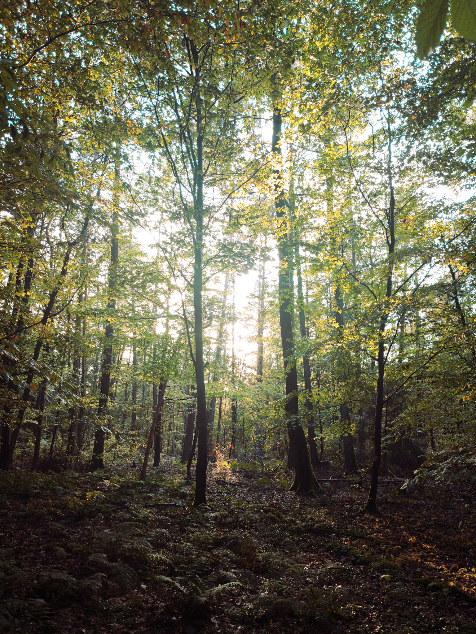 Herbstwald, Licht durch die Kronen