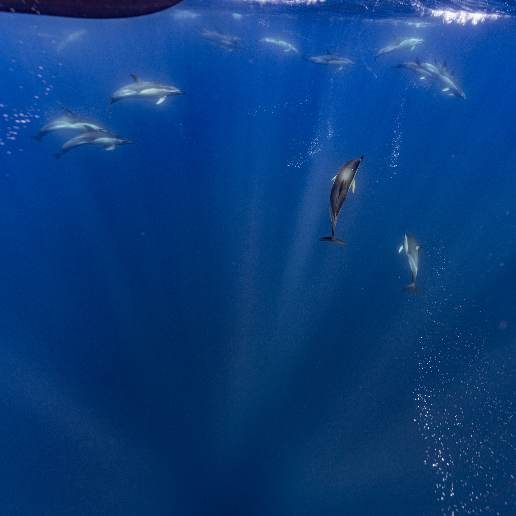 Delfine im blauen Wasser, Sonnenstrahlen brechen an der Wasseroberfläche – Faial, Azoren