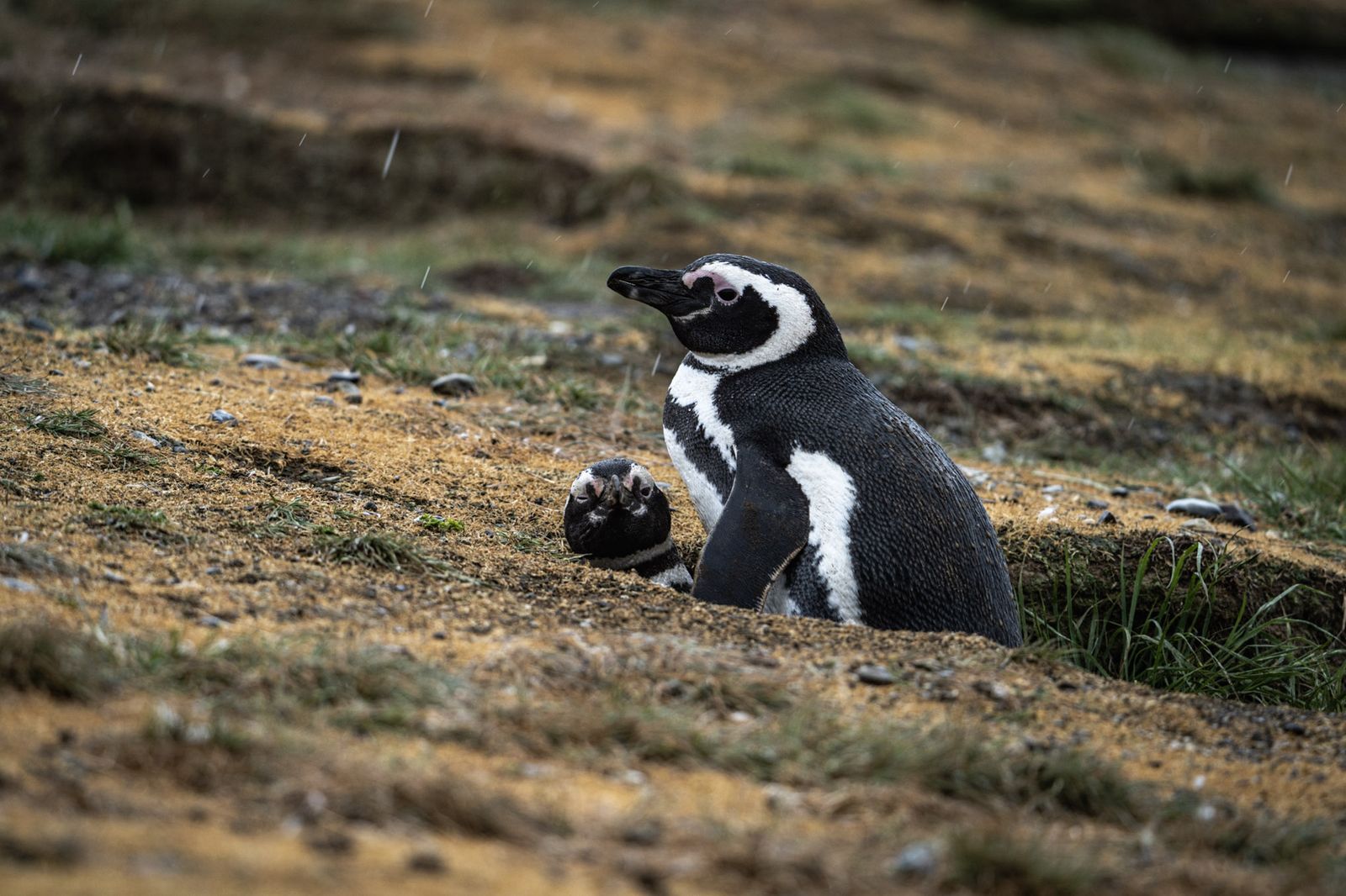 Zwei Magellan-Pinguine auf kargem Boden