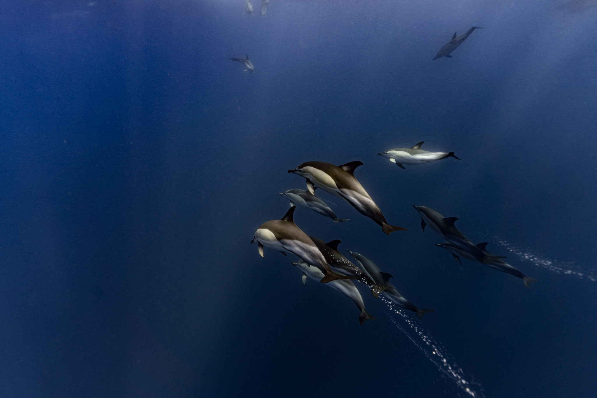 Delfinschule im Sonnenlicht unter Wasser vor den Azoren