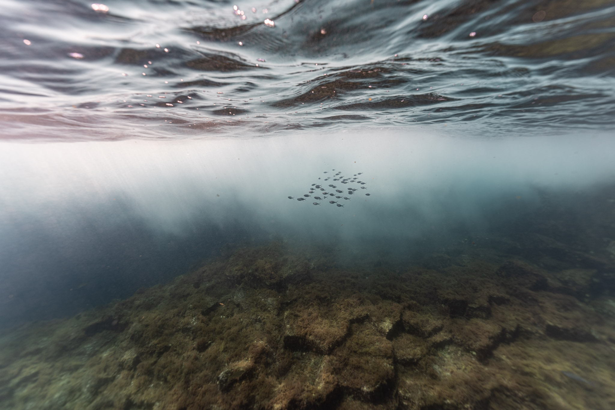 Halb über, halb unter Wasser: Fischschwarm über Felsgrund